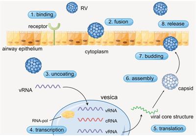 Immunotherapeutic implications on targeting the cytokines produced in rhinovirus-induced immunoreactions